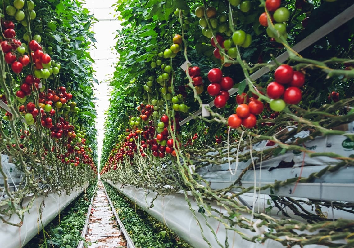 Tomato plants with red and green trusses in a greenhouse