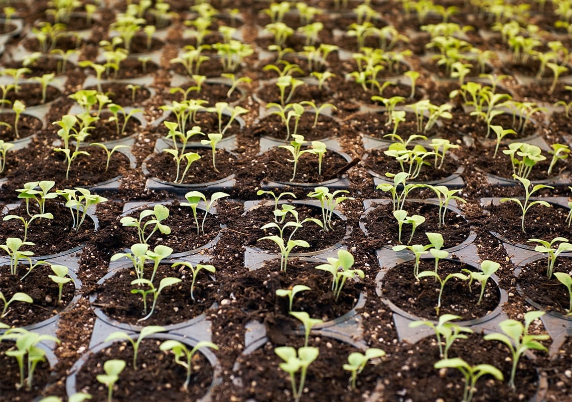 Young seedlings growing in trays